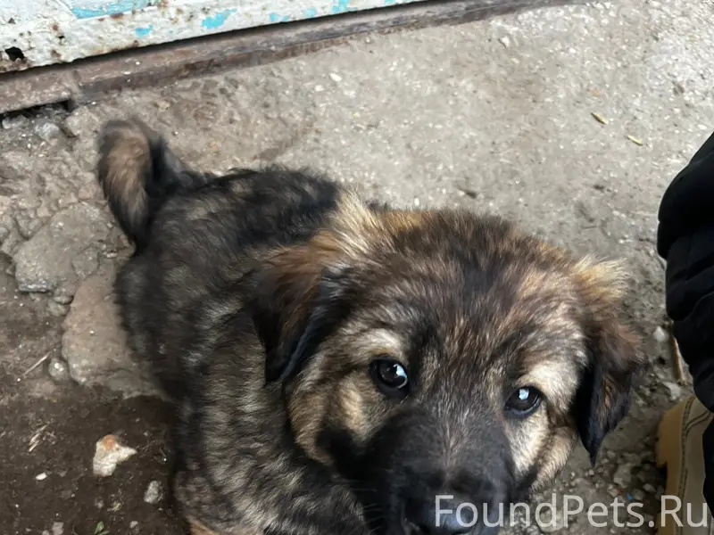 Найден щенок кавказской овчарки, Калуга