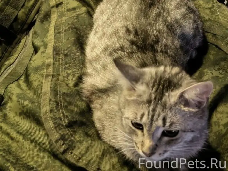 Пропал кот Вискас, район ул. Дзержинского