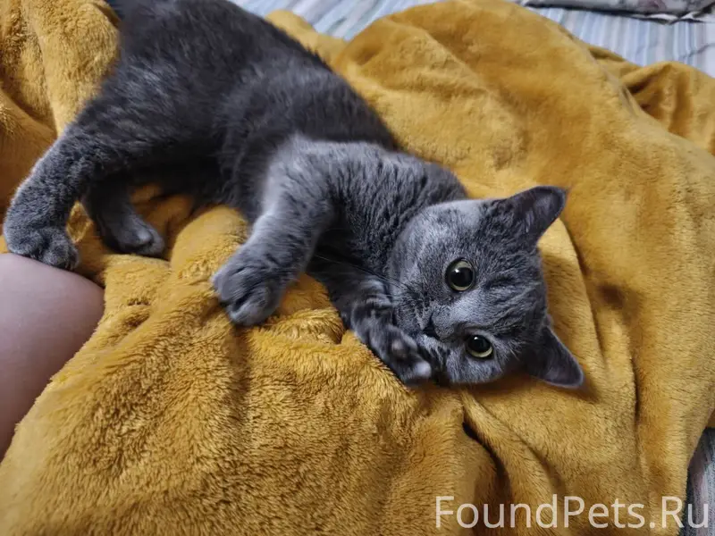 Пропала домашняя кошка Ксюша