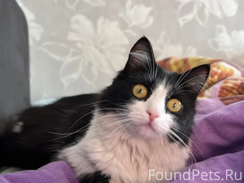 Пропала кошка Аби, район дк им ленина