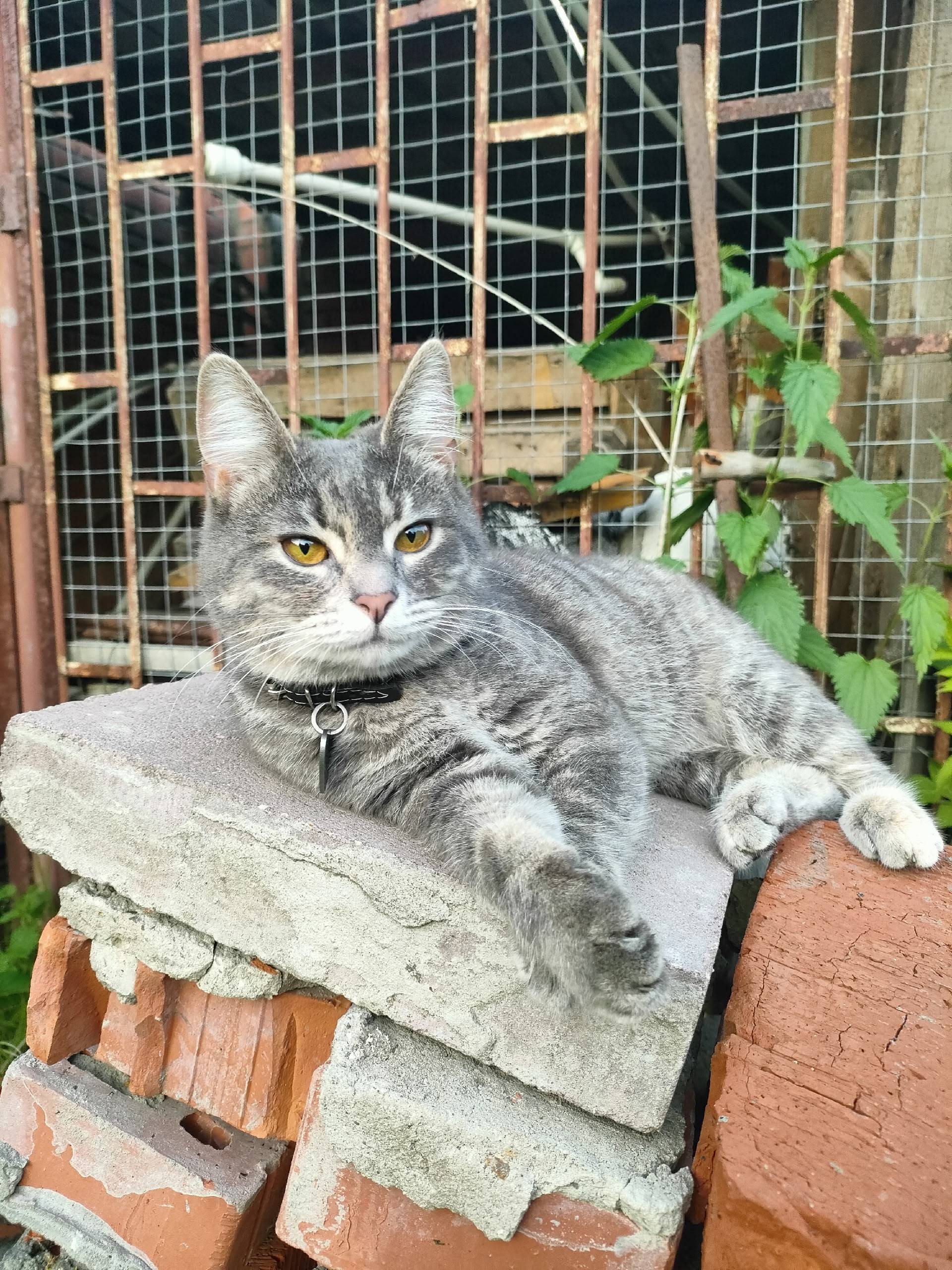 Пропала кошка Чепушинка, д. Шмеленки