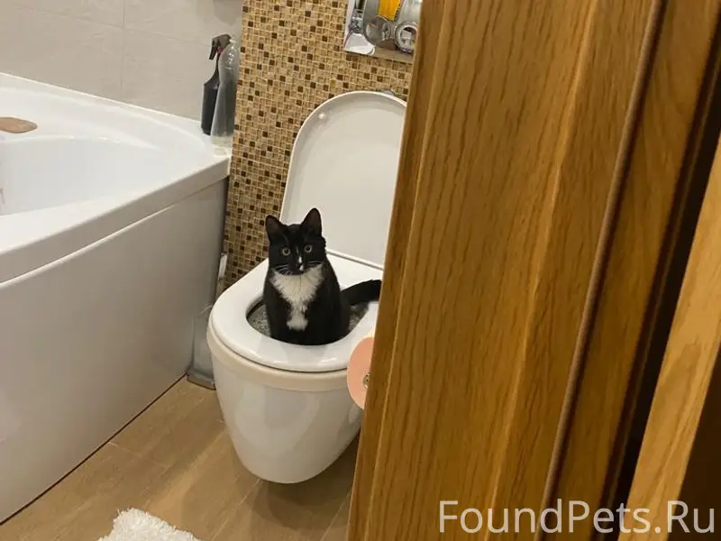 Пропал кот Яша, деревня Курово