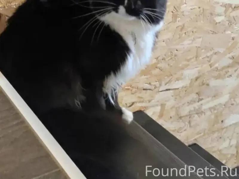 Пропал кот, ул. Текстильная