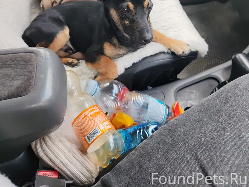 Пропал тойтерьер, Дзержинский район