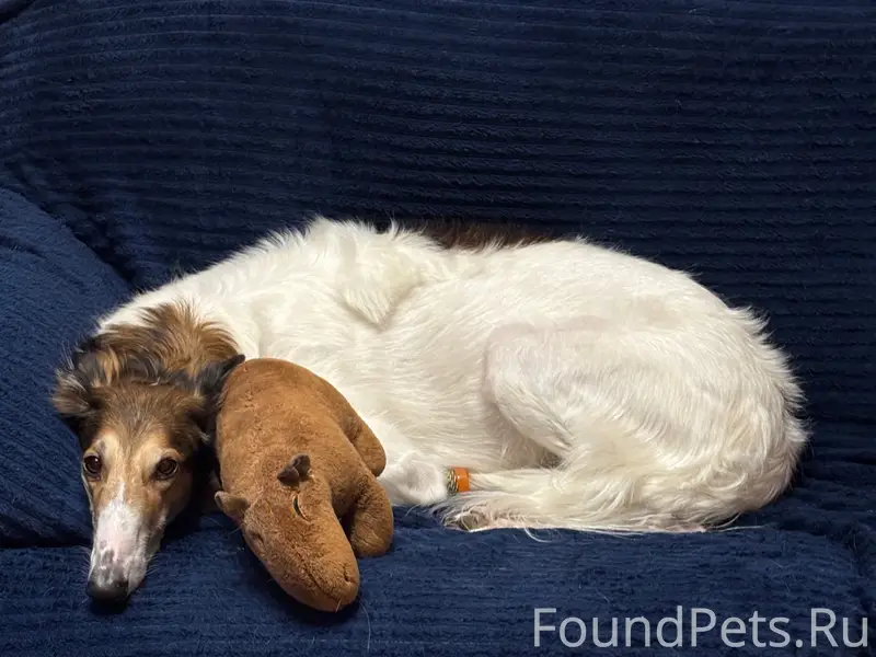 Пропала собака Весна, район студенческого карьера