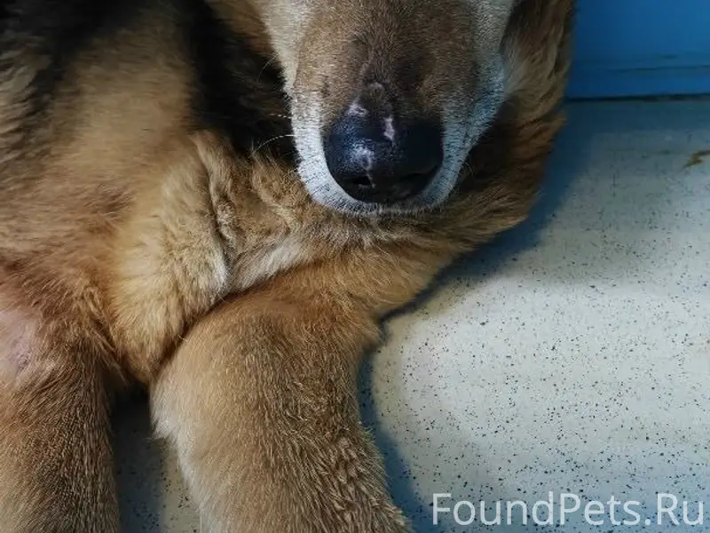 Пропал Дружок, Тула, ул. Болдина