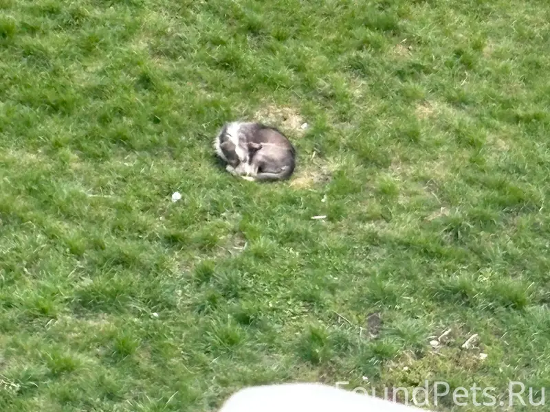 Пропал пёс, Липецк, улица Пионерская