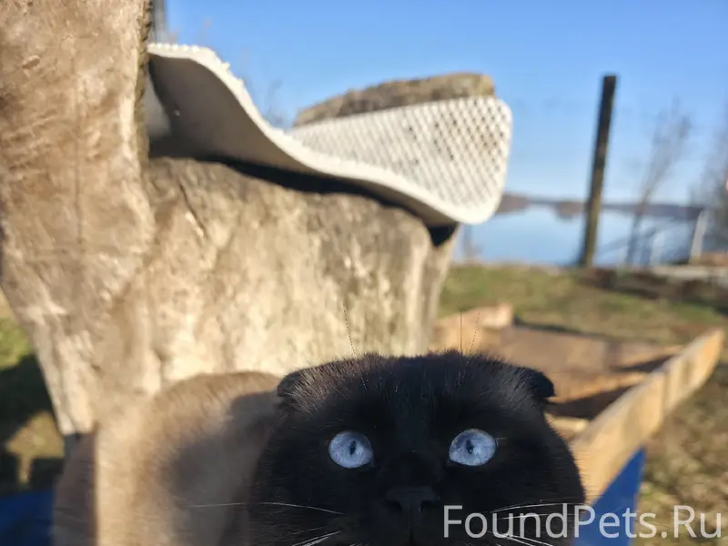 Пропал кот Мартин, Хуторская