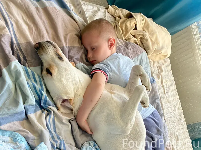 Пропали мальтипу Джек и Остин, сбежали в лес