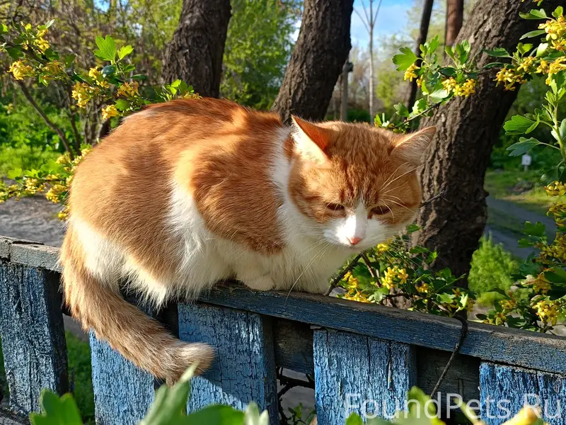 Пропала кошка Персик, пересечение Перовского и Кавказской