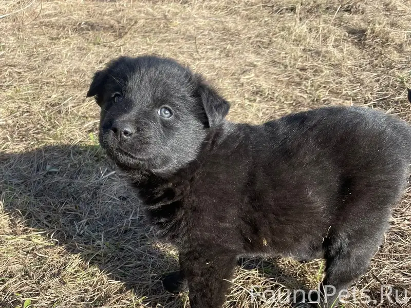 Пропал щенок, район золотого рога
