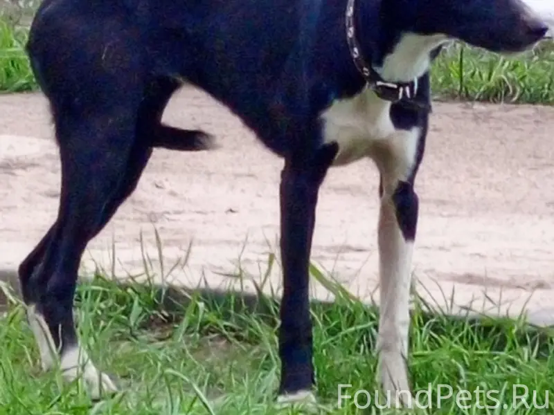 Найден щенок девочка, Ленинский район