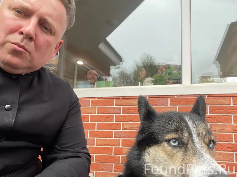 Найден пёс, район Сокольники, Москва