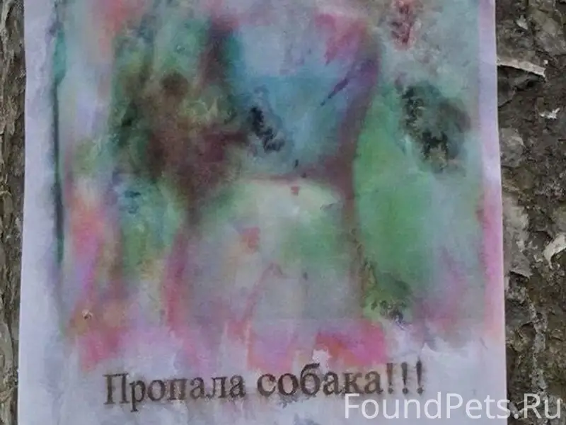 Пропала собака,