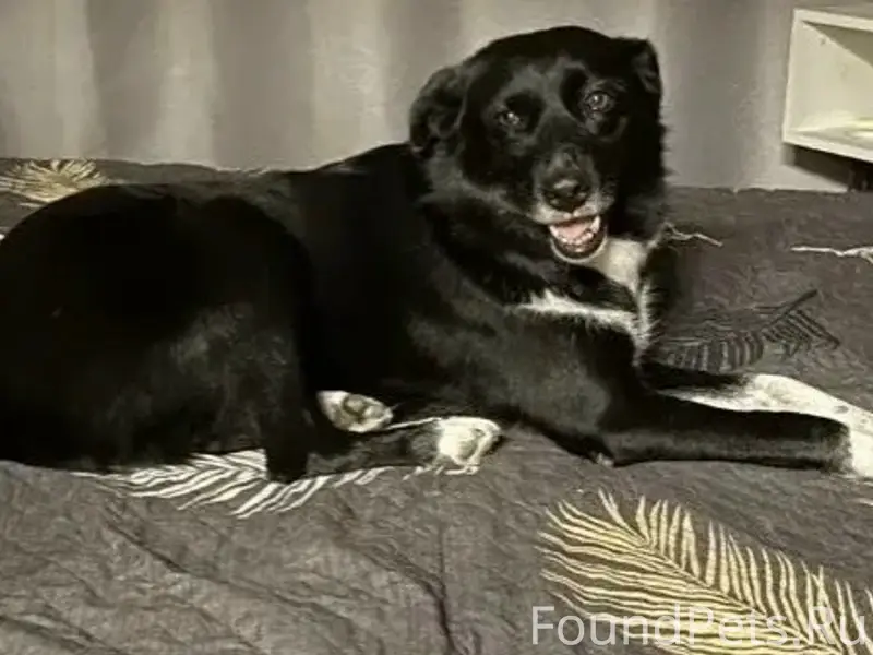 Пропала собака Чернушка, Змеевская балка