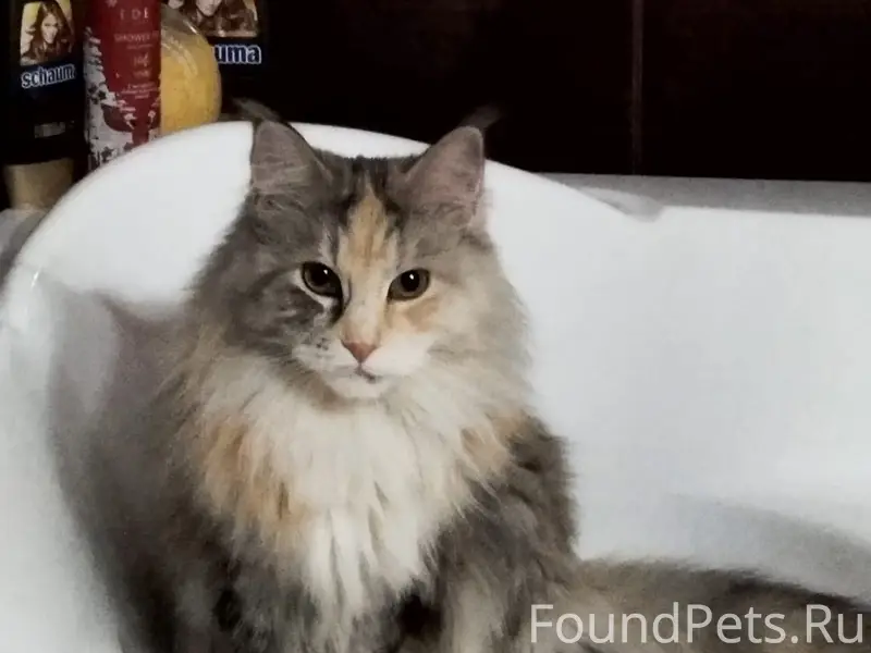 Пропала мейн-кун Мика, ул. Семчин Лоск