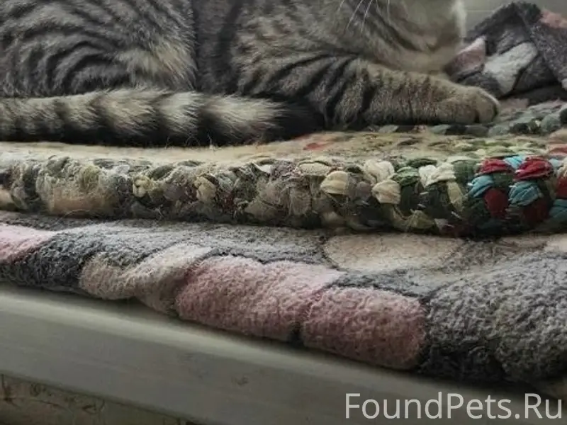 Найдена кошка, ищем прежних хозяев