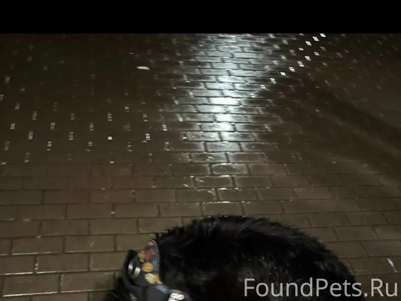 Пропала собака, [место] Шоссе в Лаврики