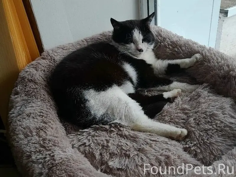 Пропала кошка Кэти, Волгоградская область