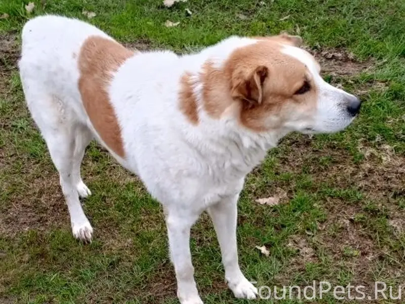 Найден пёс, деревня Полустово за Медное