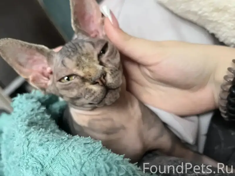 Пропала кошка Луна