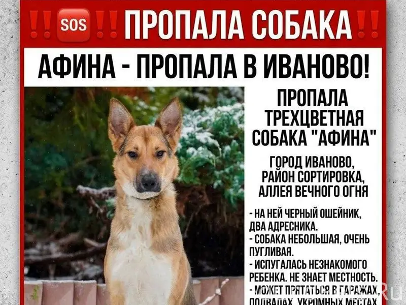 Пропала собака Афина, Иваново