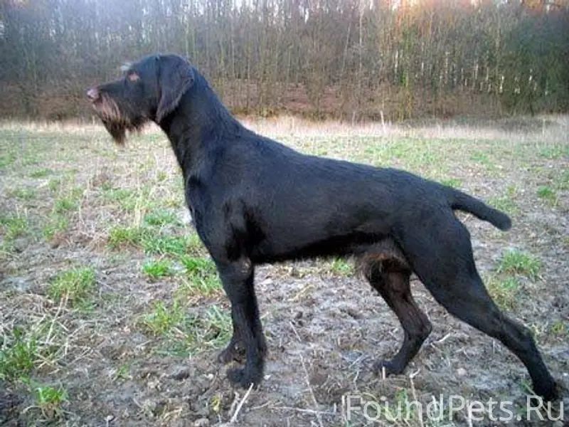 Пропал дратхаар шоколадный