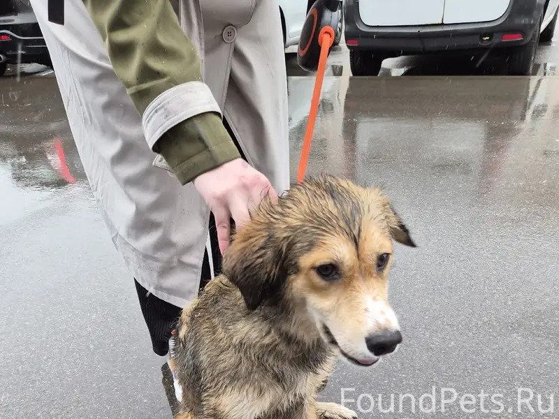 Найденна собака, Саломахинский проезд