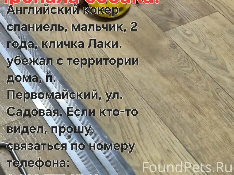 Пропал Английский кокер спаниель Лаки, п. Первомайский