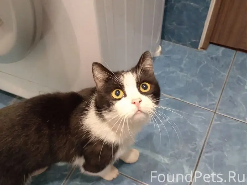 Найден кот, ул. Чапаева, 21