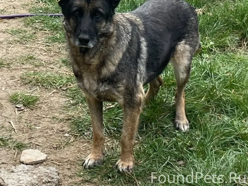 Пропала собака, Фиолент