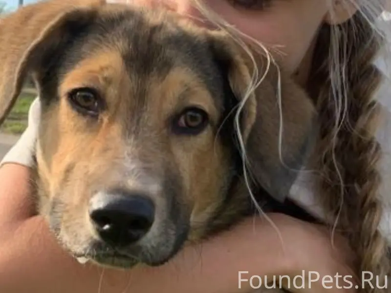 Пропал крупный кобель Морис, район маслозавода