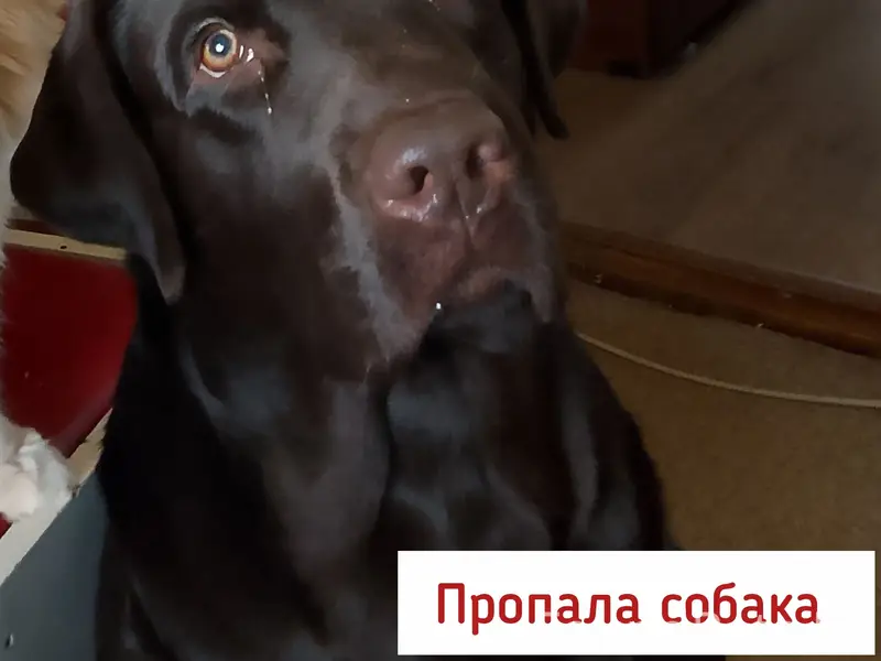Пропала шоколадная самка лабрадора Гуна, Ставрополь