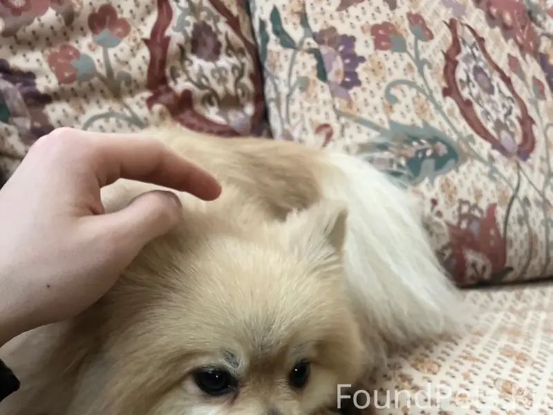 Найден шпиц, между Шемякино и Лунево