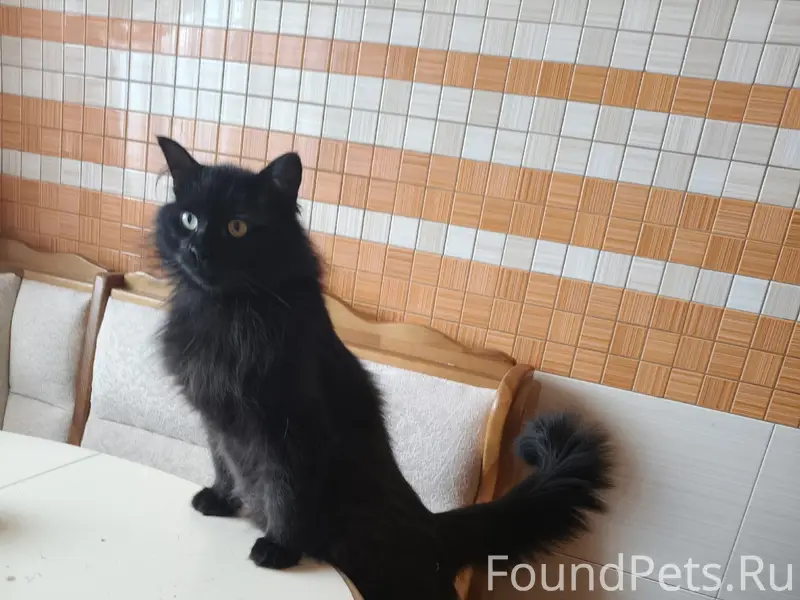 Пропал чёрный кот Лютик