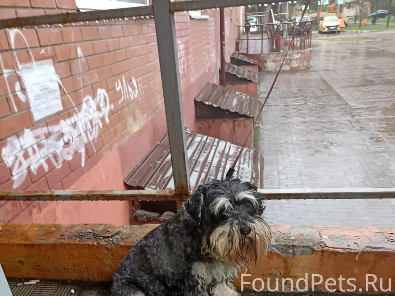 Найденна породистая собака, около Дикси Сосны