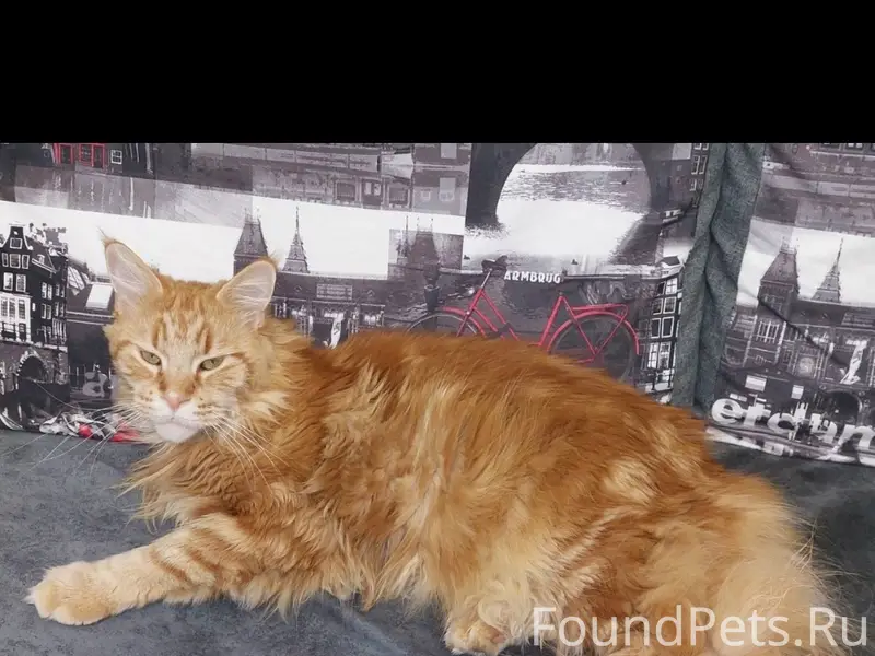 Пропал мейн-кун, деревня Красная Слобода