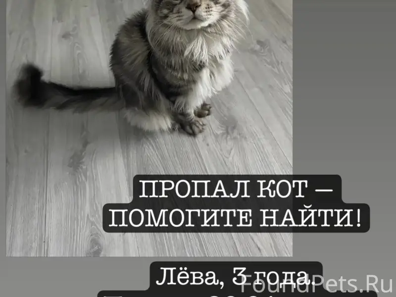 Пропал кот