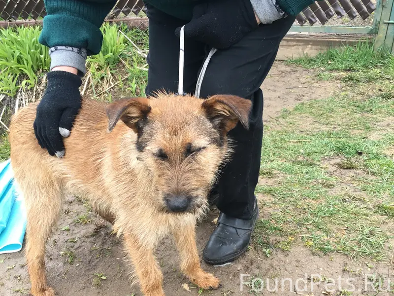 Найден тип собака, СНТ рядом с Уваровкой