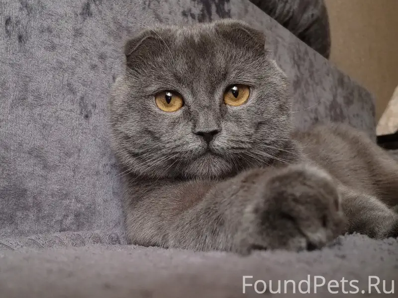 Пропал шотландский вислоухий Сева, район Рассвета