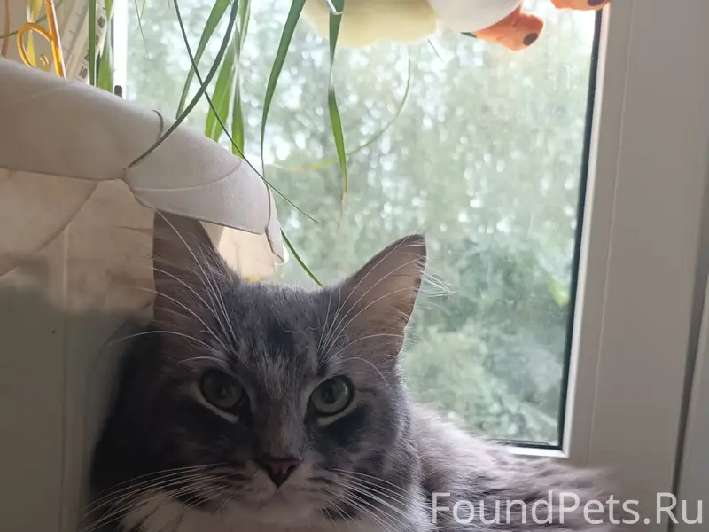Пропал кот, пропал из подъезда