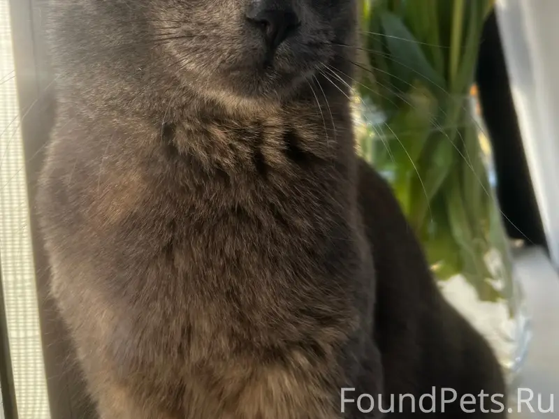 Пропал кот, район кольца