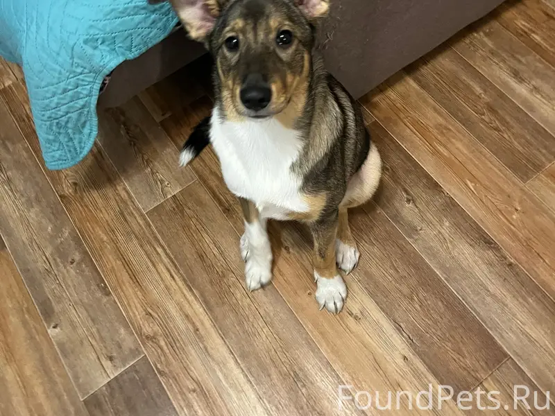 Пропал пёс Гришка, район 2-ой Амурской