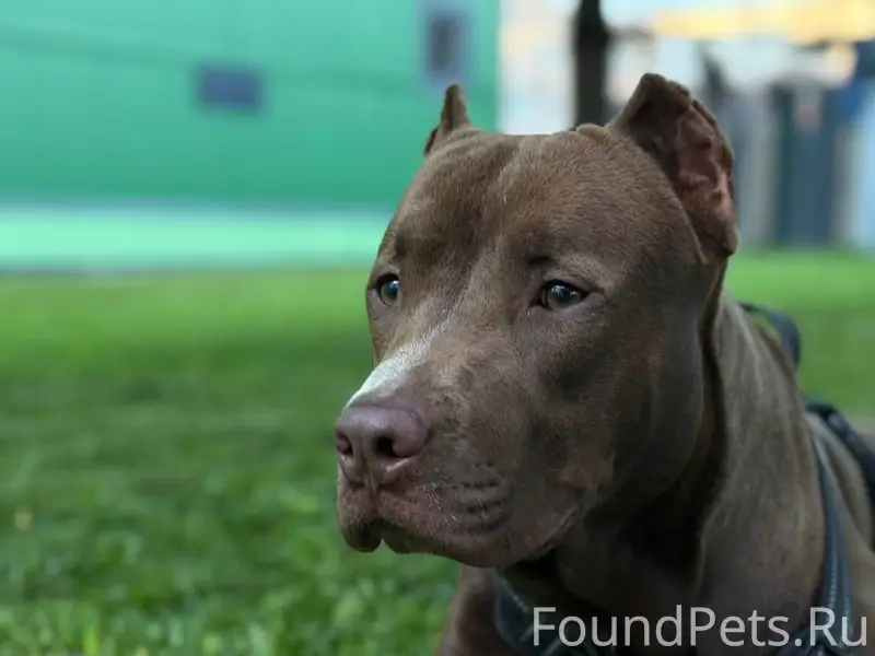 Пропал пёс, район Орловских ворот