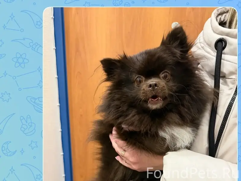 Найден тип собака, находится в магазине Ермолино на Патриотов