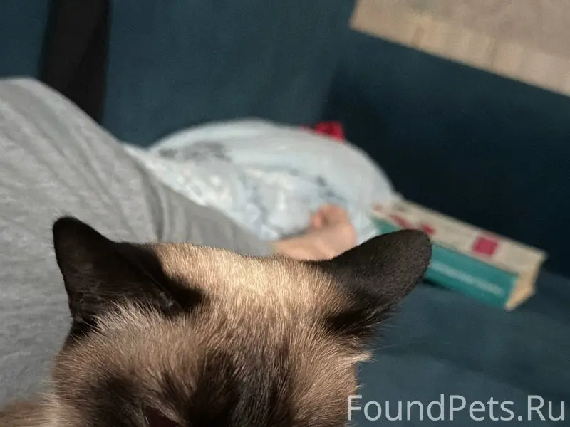 Пропала Тайская кошка Матильда, Рязань