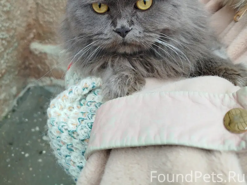 Найден кот в Семёновке