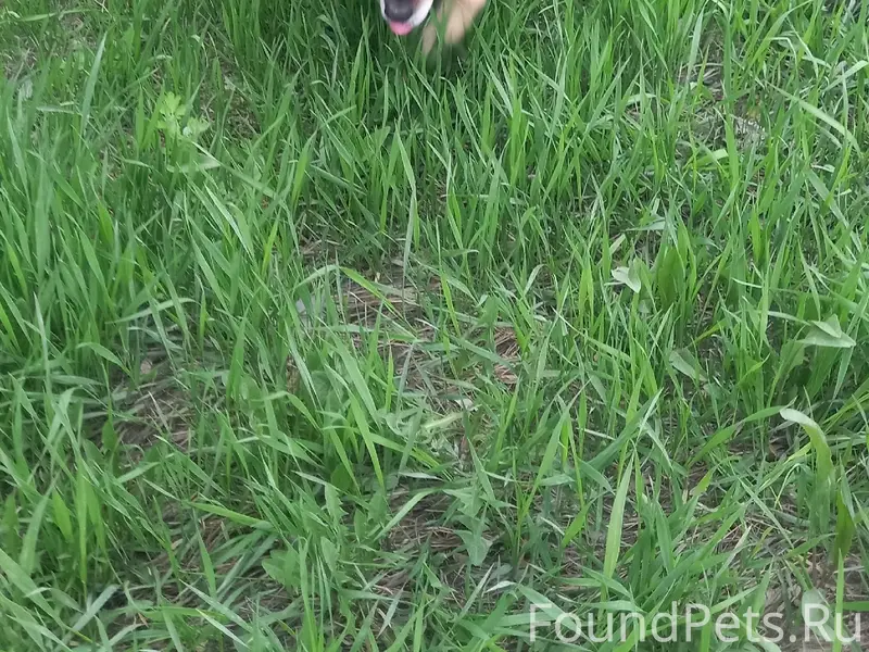 Найденна собака, место не указано