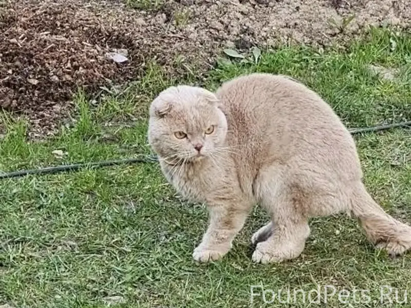 Найден вислоухий рыжий кот, СНТ Кактус