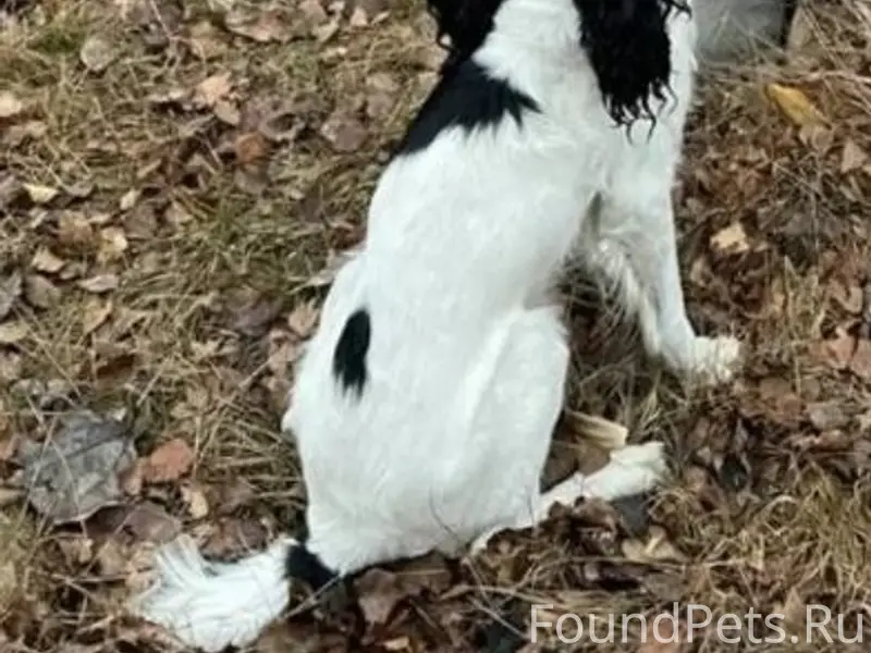 Пропала собака спаниэль, Лопухинка